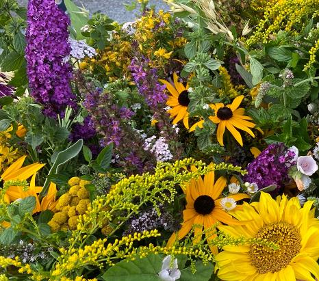 Ist mglicherweise ein Bild von Sonnenhutblume und Amarant